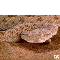 گونه مار افعی شاخدار عربی Desert Horned Viper